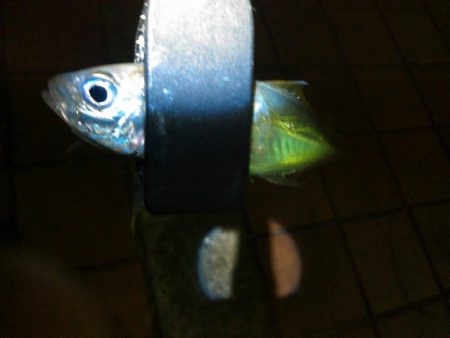 アジングとタチウオテンヤ