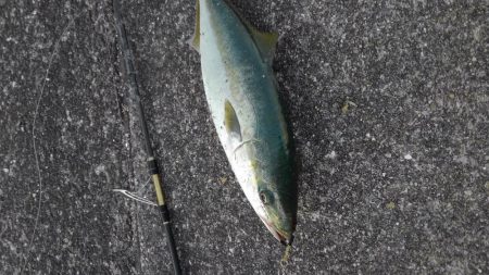 自作ルアーで初釣果！