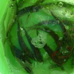 タチウオの後はサビキ