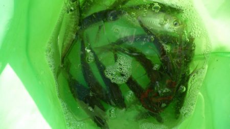 タチウオの後はサビキ