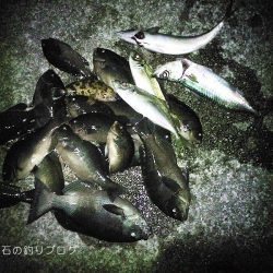 大サバ、良型アジ、グレ沢山！