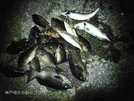 大サバ、良型アジ、グレ沢山！