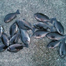 40cm大サバに、チヌ&グレ!