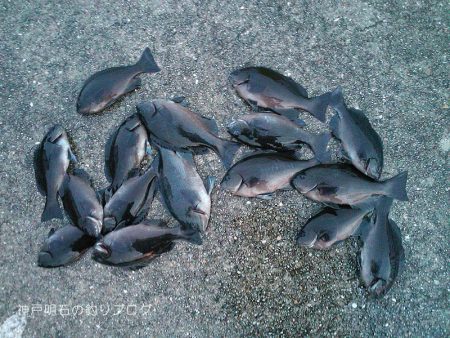 40cm大サバに、チヌ&グレ!