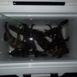 ちょこっとメバリング!