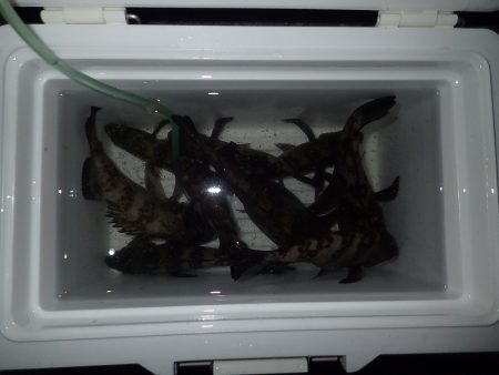 ちょこっとメバリング!