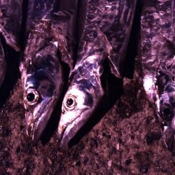 タチウオまだいける？