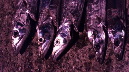 タチウオまだいける？