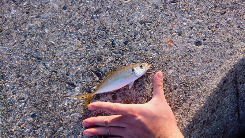 日曜日のんびり釣り