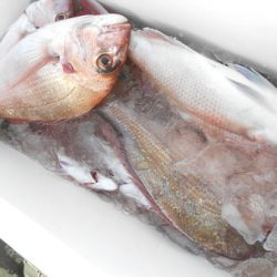 こうゆう丸 釣果