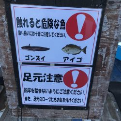 鯛釣りイサキ釣りｗ