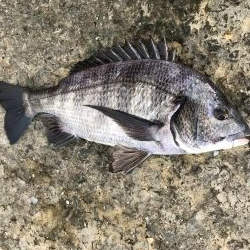 イチノ兄弟、釣果！