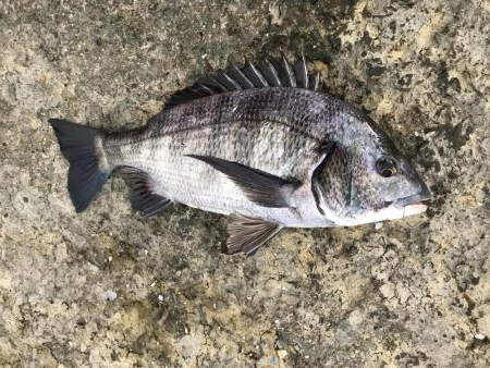 イチノ兄弟、釣果！