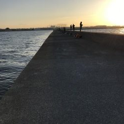 12月20日大サバ狙い