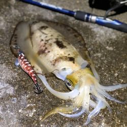 水平フォールってこんな効く！？