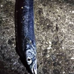 タチウオゲット