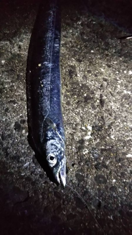 タチウオゲット