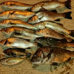 釣り収めで良い釣果