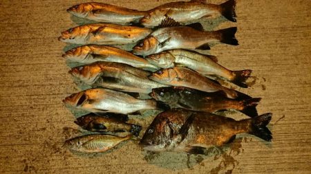 釣り収めで良い釣果