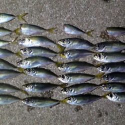 まだいける タチウオ