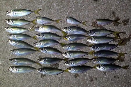 まだいける タチウオ