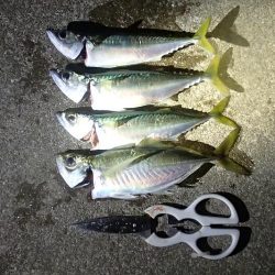 まだいける タチウオ＆サビキ