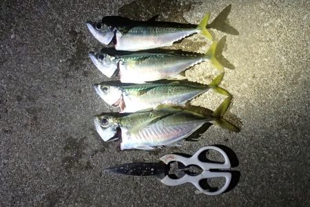 まだいける タチウオ＆サビキ
