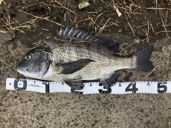 イチノ兄弟、釣果！