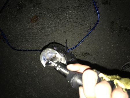 いつまでいけるか