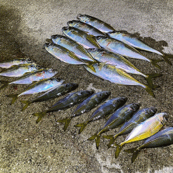 瀬戸内の島アジング（2019-21)