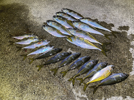 瀬戸内の島アジング（2019-21)