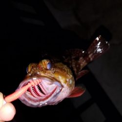 アジング メバリング