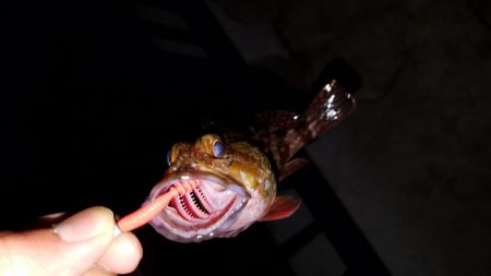 アジング メバリング