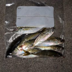 アジは釣れますが、、、