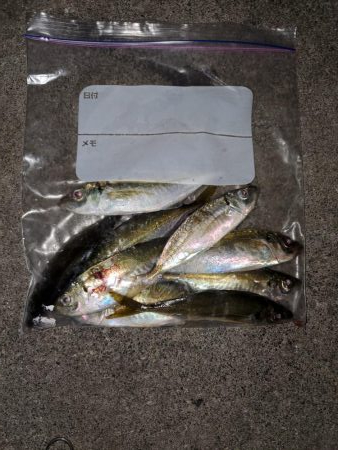 アジは釣れますが、、、