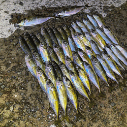 瀬戸内の島アジング（2019-23)