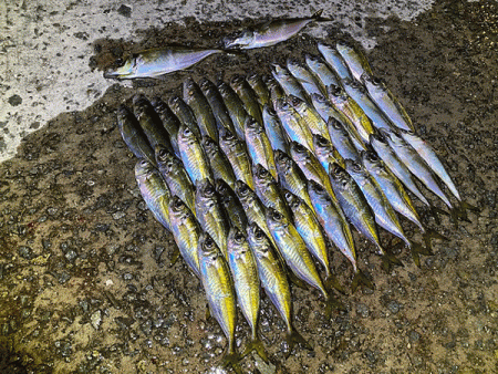 瀬戸内の島アジング（2019-23)