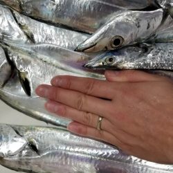 川崎つり幸　初!船太刀魚!