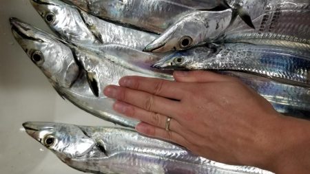 川崎つり幸　初!船太刀魚!