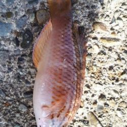 深夜スタート、なんとか大物をゲット！