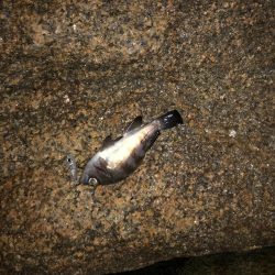 ひさびさメバル