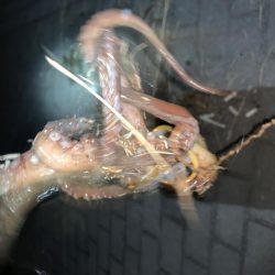 ガジリング&タチウオ