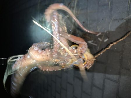 ガジリング&タチウオ