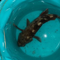 コスモ 今日は渋い