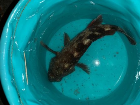 コスモ 今日は渋い