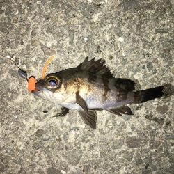 今冬初メバリング