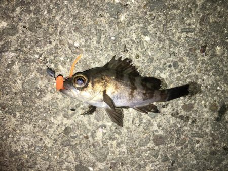 今冬初メバリング