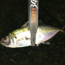 強風でもアジ釣れます〜