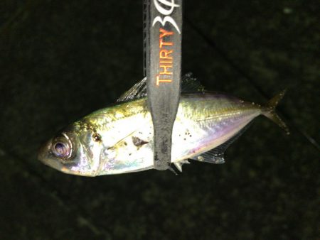 強風でもアジ釣れます〜