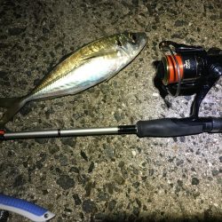 何とかアジングデビュー！？